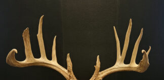 antlers