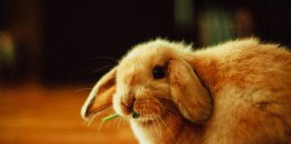 bunny