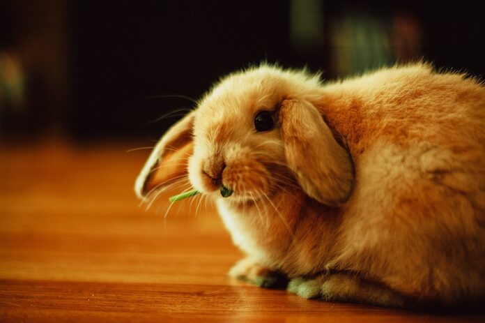 bunny bunny