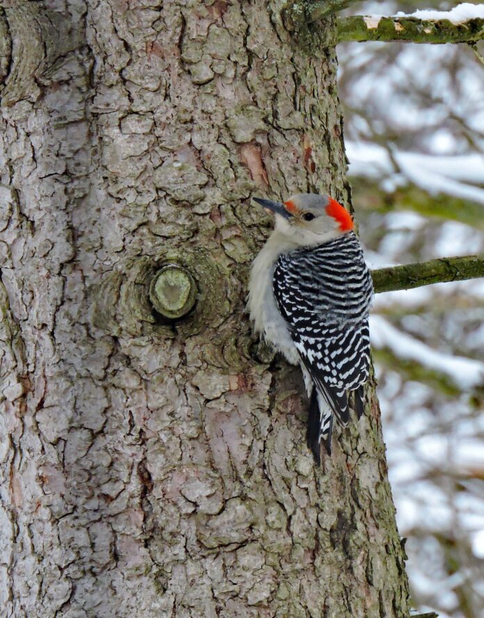 red-bellied woodpecker red-bellied woodpecker