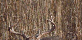 deer