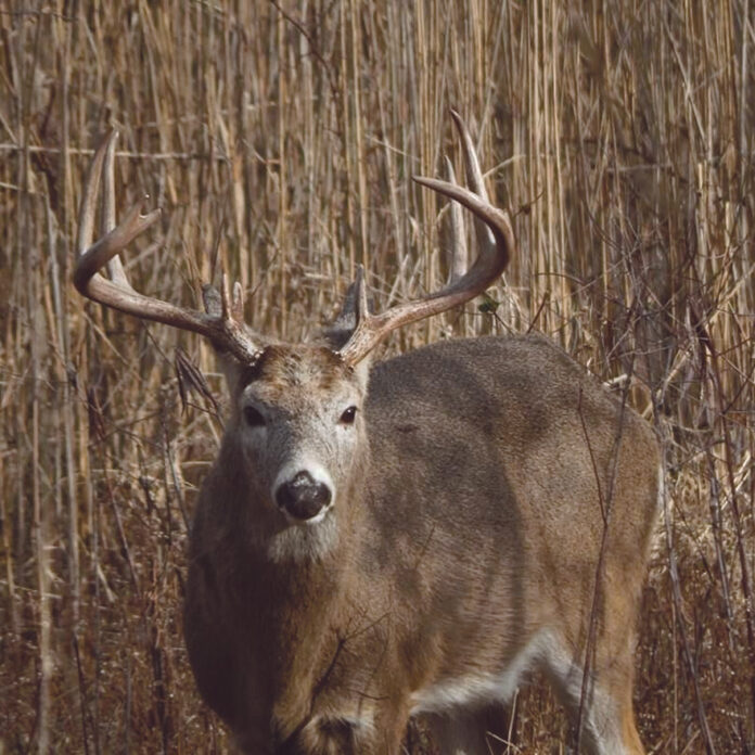 deer deer
