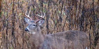 deer