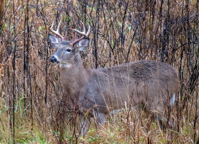 deer deer