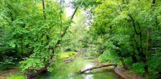 raccoon creek