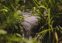 Finding water during the drought spring water