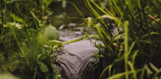 spring water