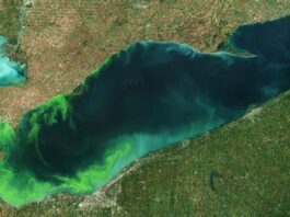 2015 Algal Bloom