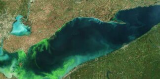 2015 Algal Bloom