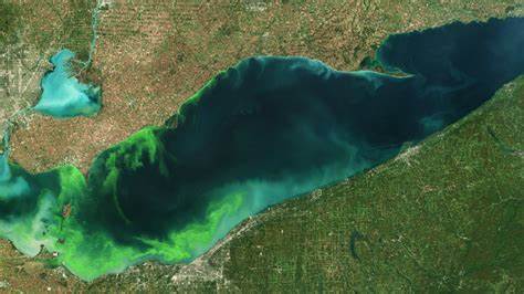 2015 Algal Bloom 2015 Algal Bloom
