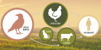 H5N1 spread graphic