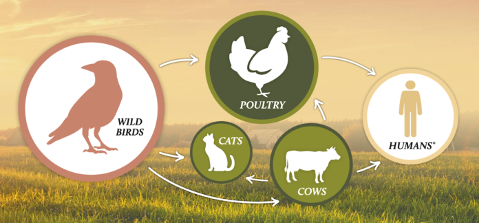 H5N1 spread graphic
