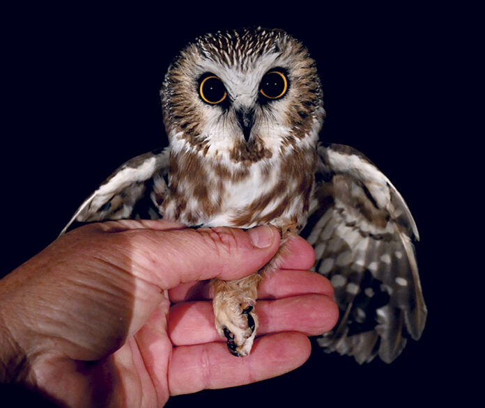 Saw-whet Owl Saw-whet Owl