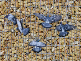 pigeons