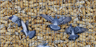 pigeons