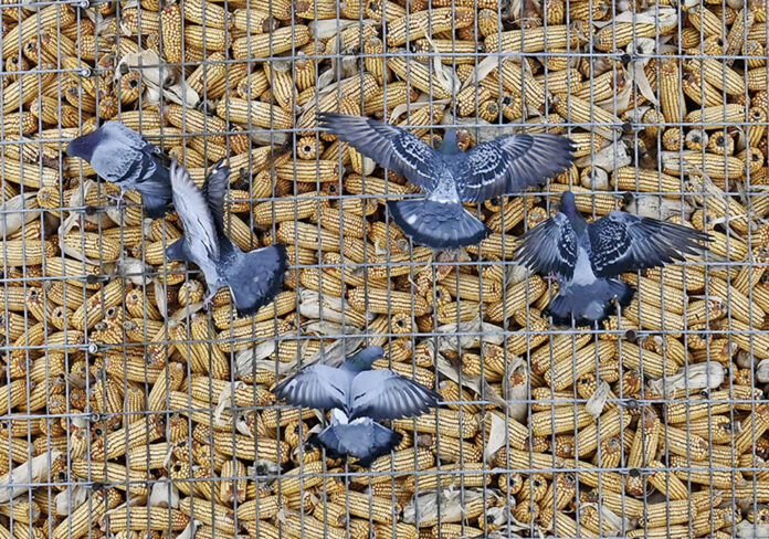 pigeons pigeons
