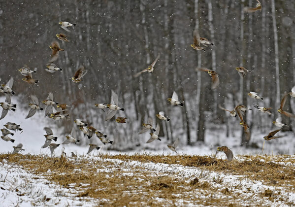 Flock circles manure