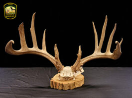 alexander buck rack