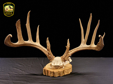 alexander buck rack alexander buck rack