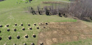 bale grazing