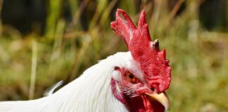 chicken