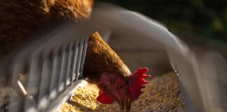 chicken hen