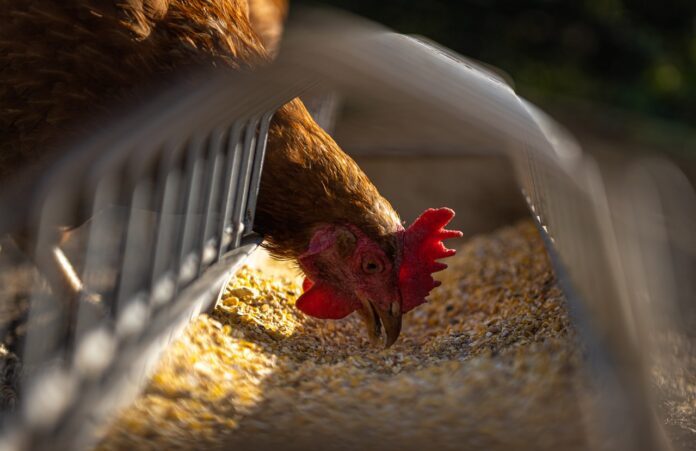 chicken hen chicken hen