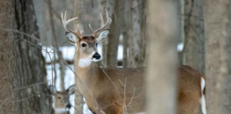 deer