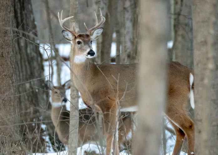 deer deer