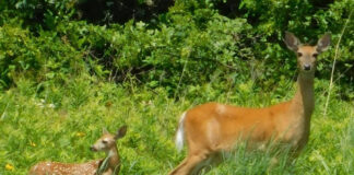 doe and fawn