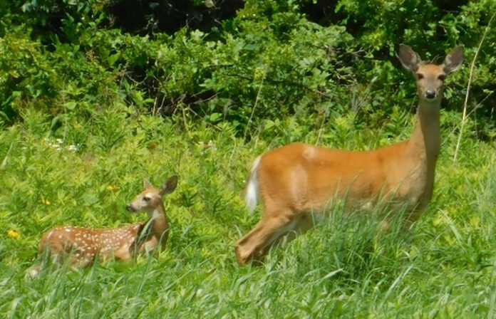 doe and fawn doe and fawn