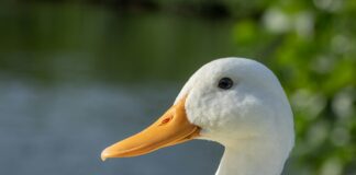 white duck
