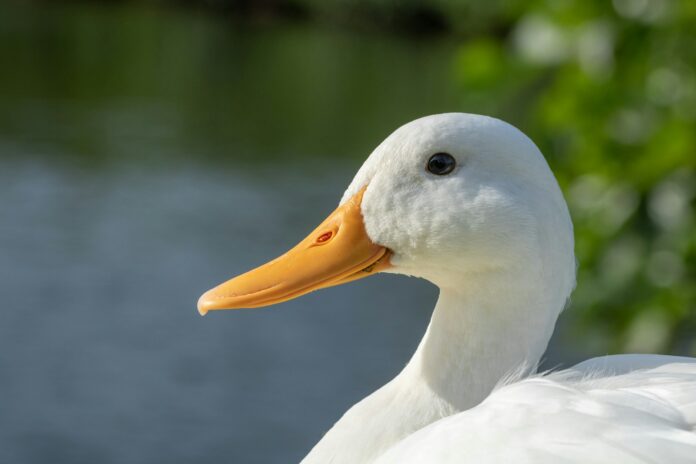 Photo by Kai Dahms white duck