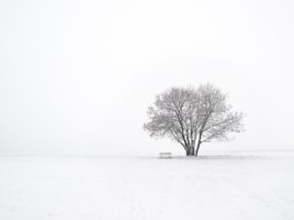 snow and tree