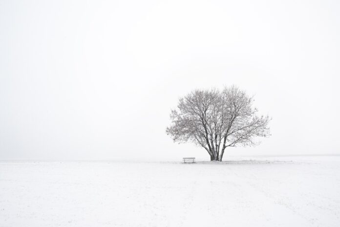snow and tree snow and tree