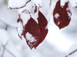 snowy leaves