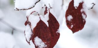 snowy leaves