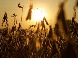 soybeans