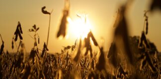 soybeans