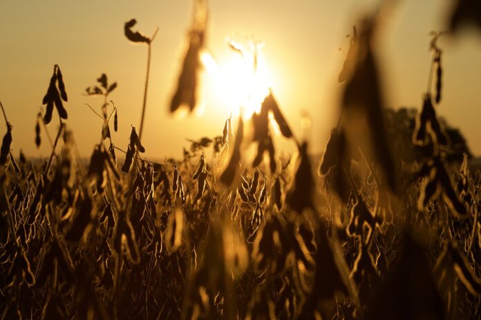 soybeans soybeans