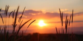 sunset