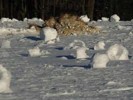 Solo's grave