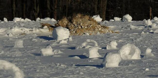 Solo's grave