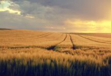 grain