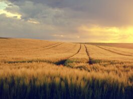 grain