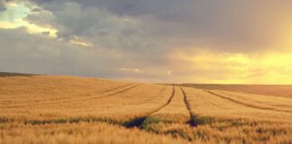 grain