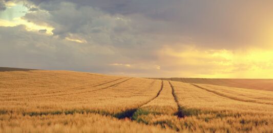 grain