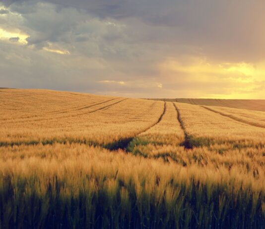grain