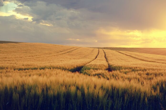 grain grain