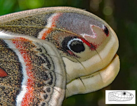 Folded wings of the cecropia mimic the head of a snake